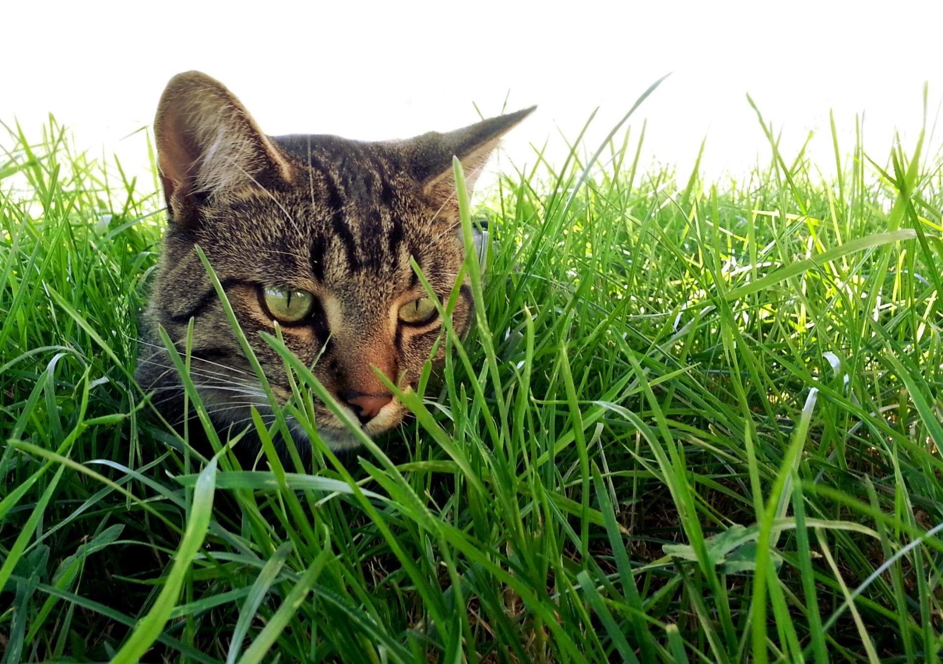 Кошки существуют. Трава для кошек. Котик в траве. Котик на травке. Котенок в зелени.