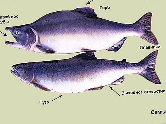 Горбуша отличия. Форелевый Воблер под горбушу. Мойва. Чем отличаются анальные плавники самок и самцов горбуши.