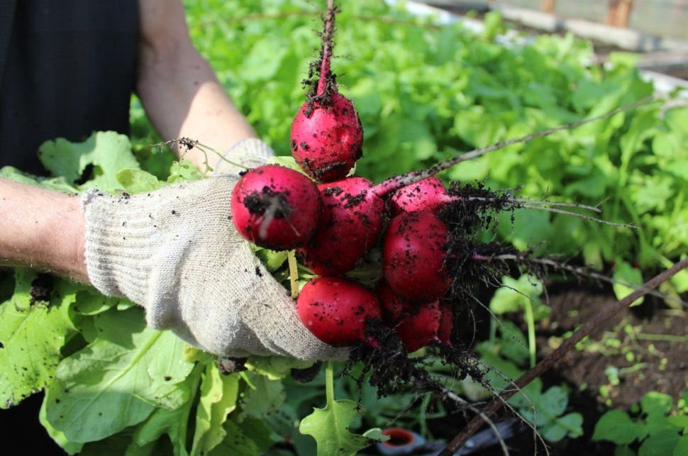 Как получить ранний урожай. Как получить ранний урожай. Как получить ранний урожай огурцов в неотапливаемой теплице. Выращивание картофеля. Фото агрономов с советами по посадке томатов.