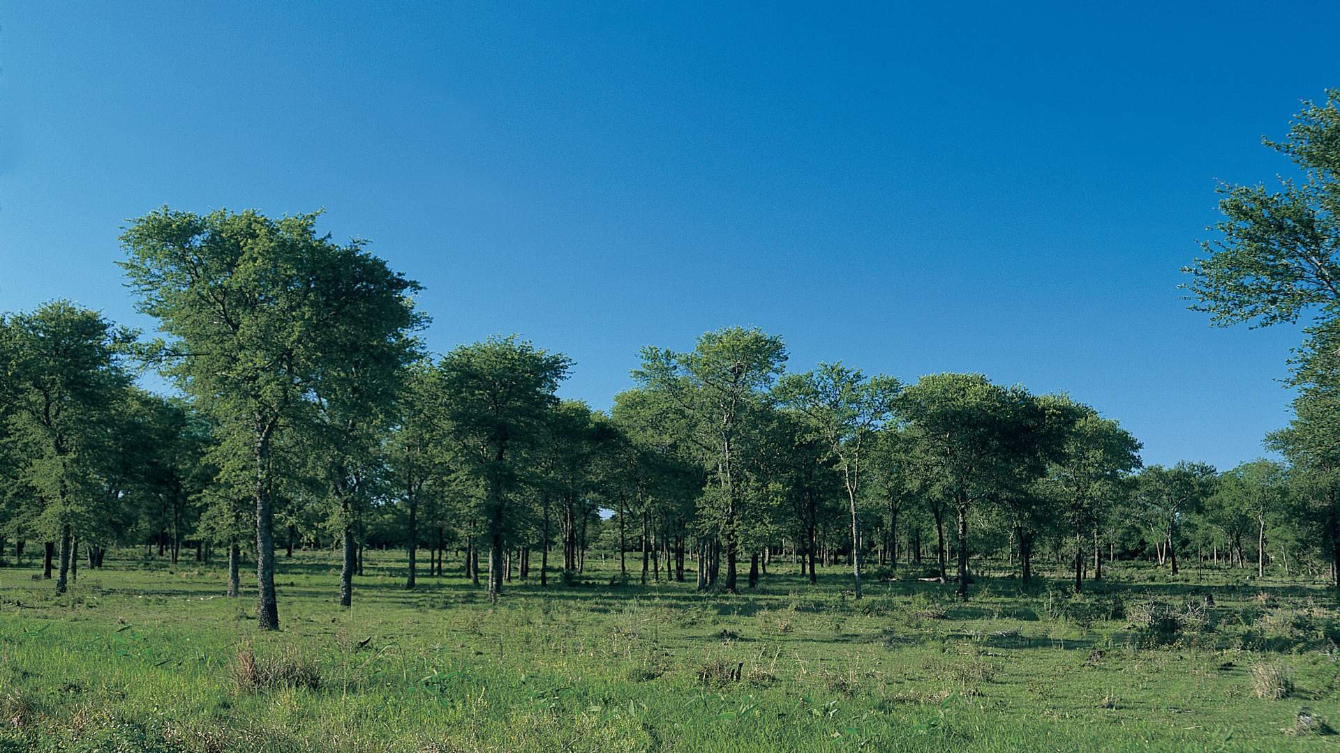 кебрачо дерево. дерево квебрахо в южной америке. железное дерево кебрачо. кебрачо. кебрачо.