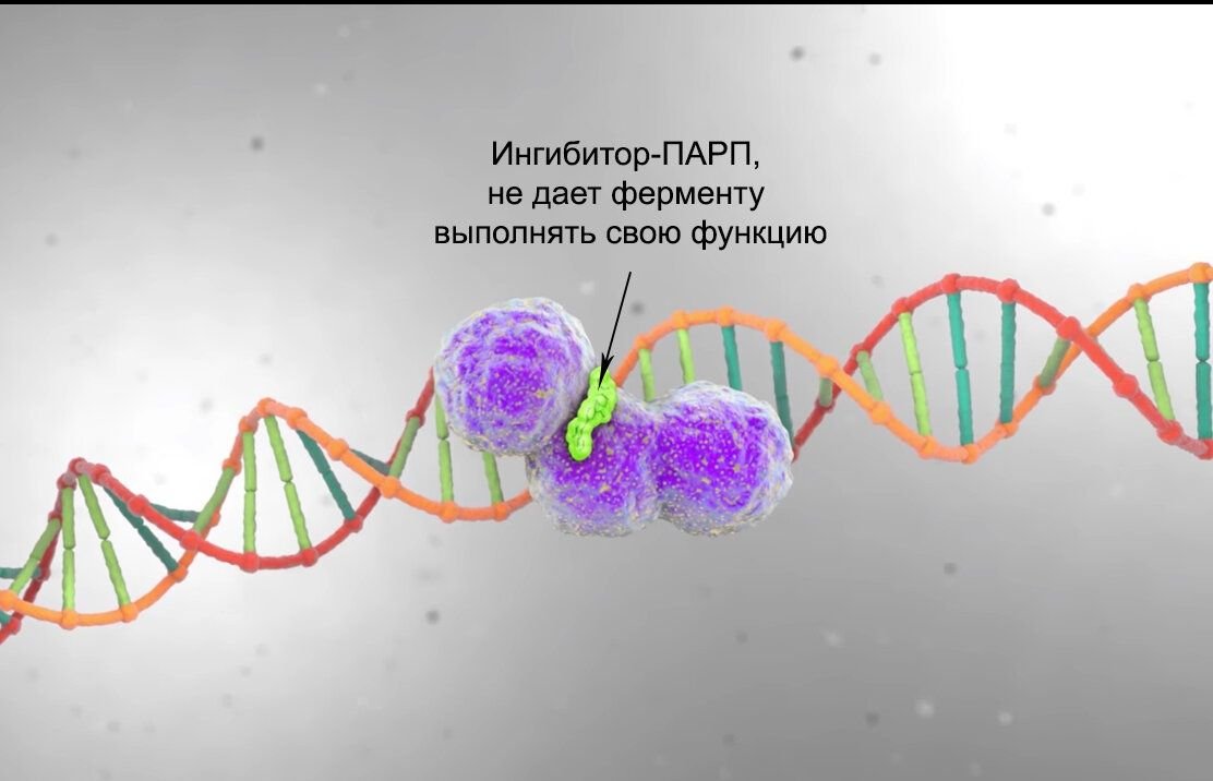 Ингибиторы рака