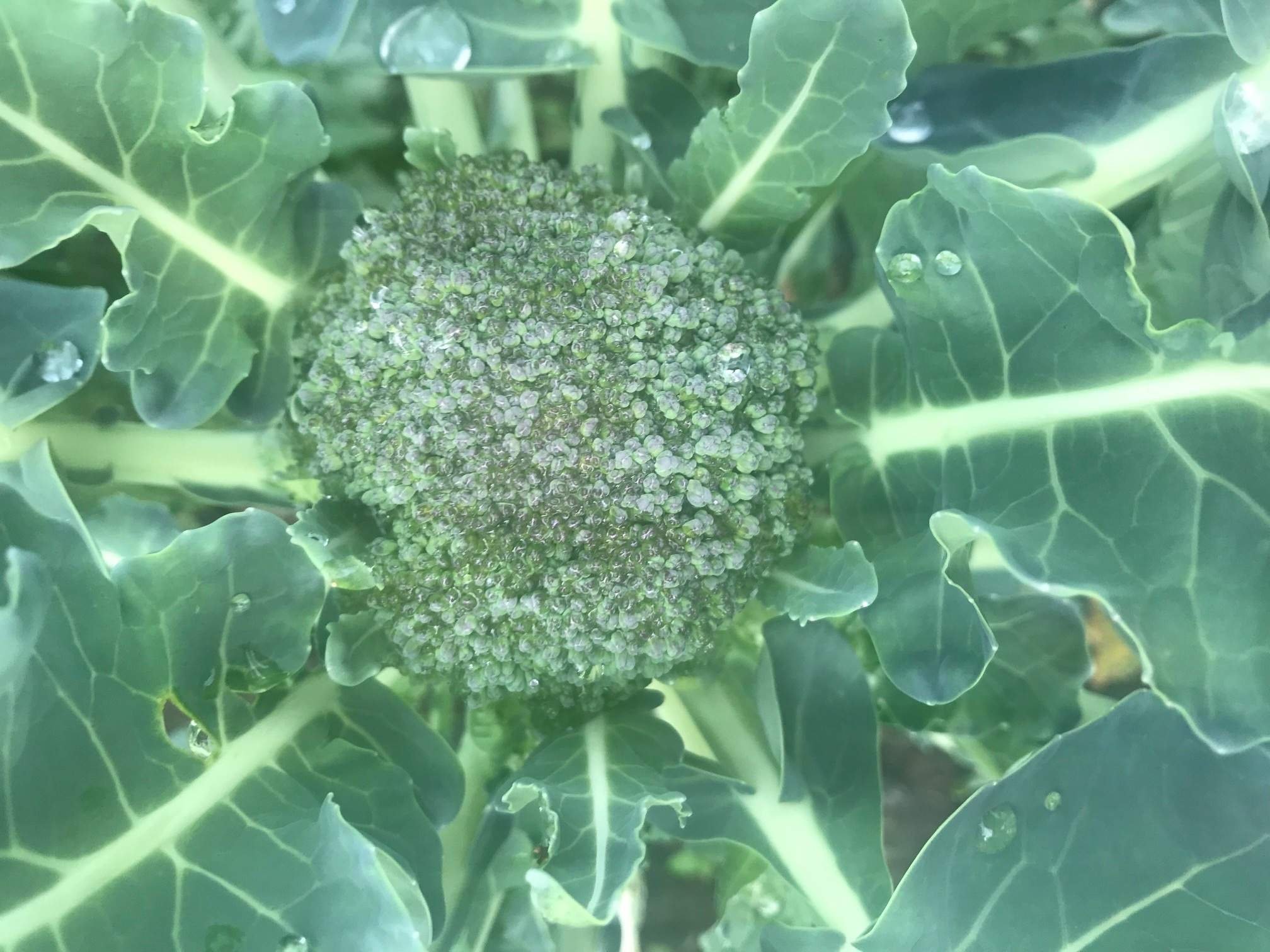 капуста брокколи фото выращивание