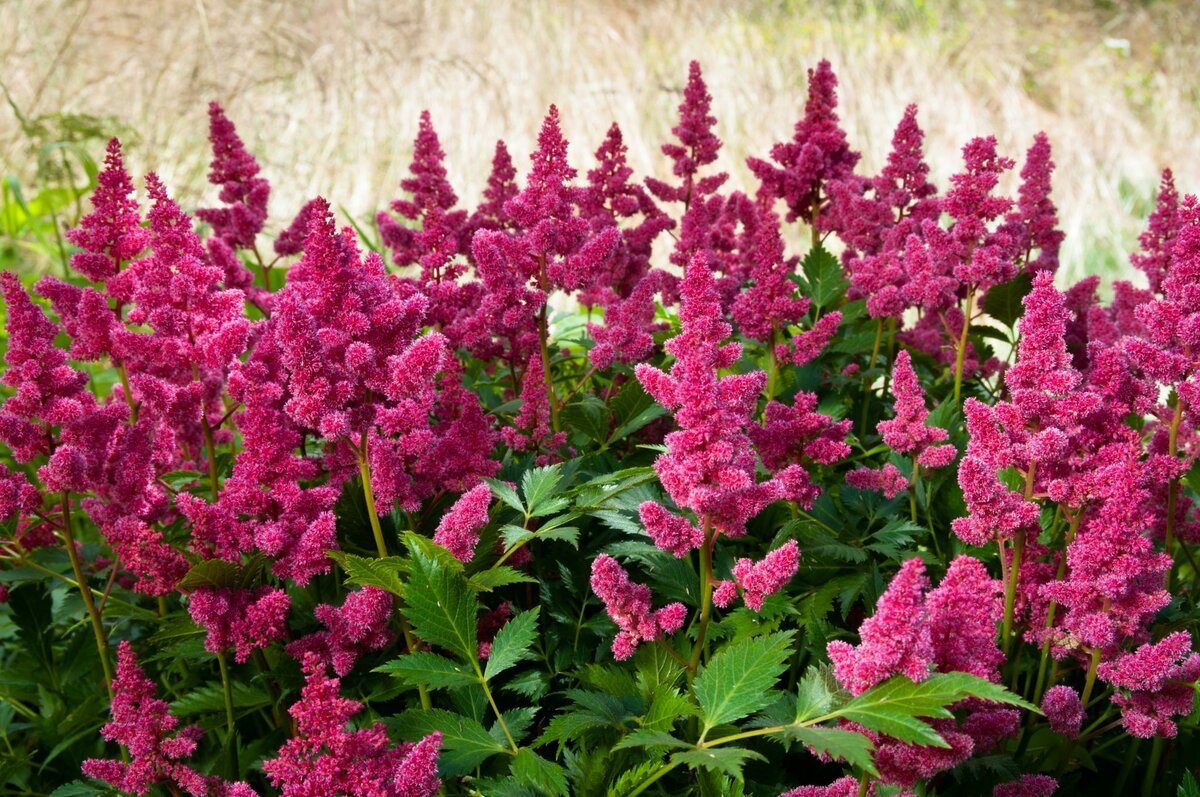 Астильба Давида Astilbe davidii