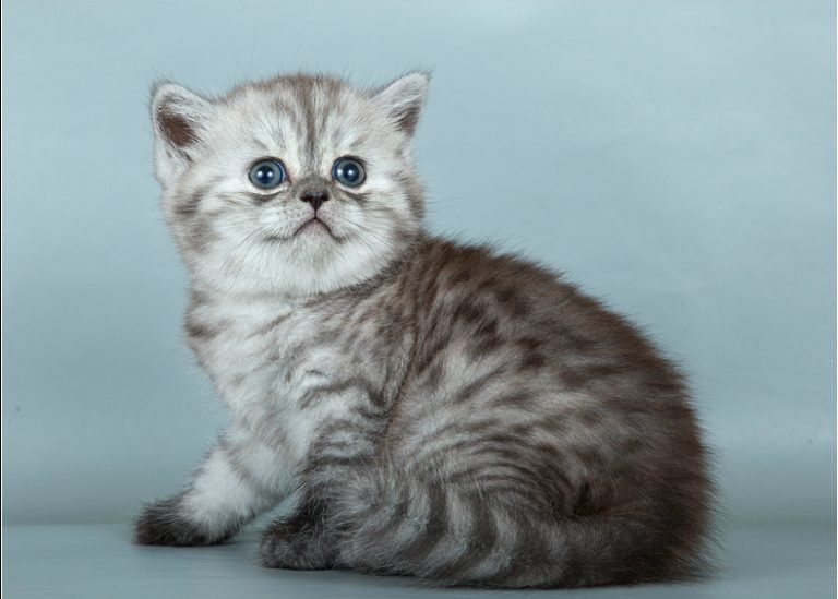 шотландские котята фолд и страйт. скоттиш фолд страйт. шотландский страйт котенок. шотландская вислоухая скоттиш страйт. вислоухий страйт фолд.