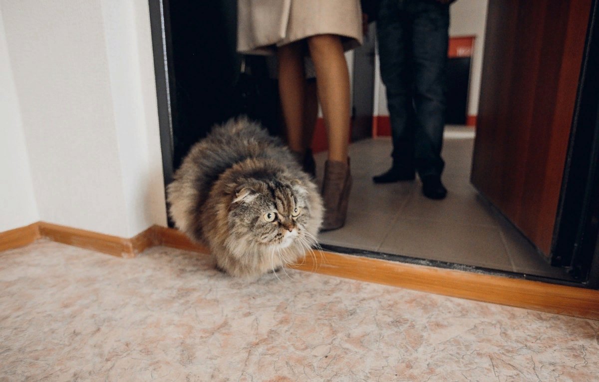 Запускаем кошку в дом. Кот в новой квартире. Новоселье кошка. Кошка в квартире. Новоселье кошка в дом.