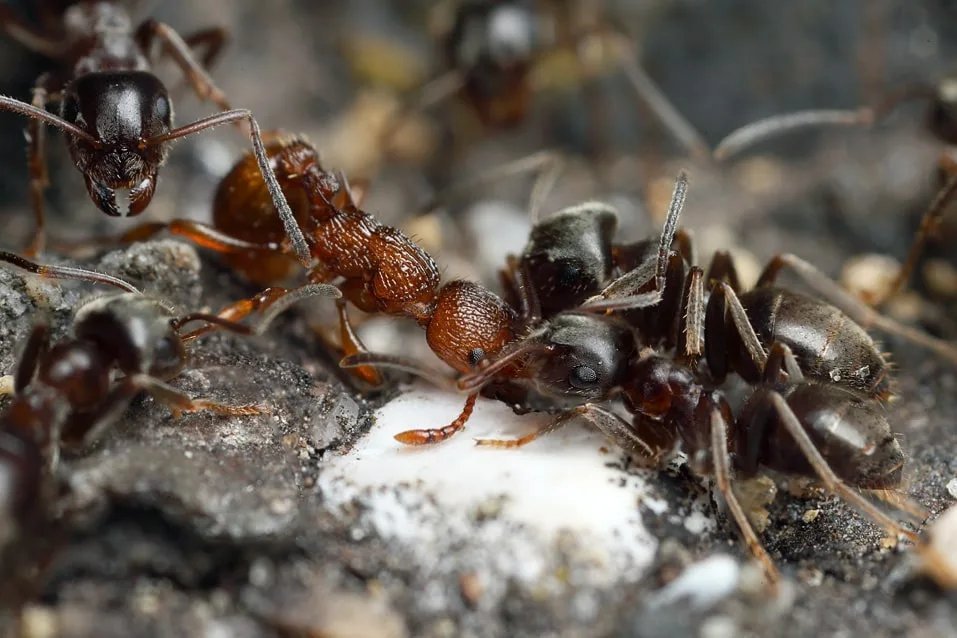 Народные средства борьбы с муравьями. Садовые муравьи. Муравьи в огороде. Муравьи на даче. Борьба с муравьями.