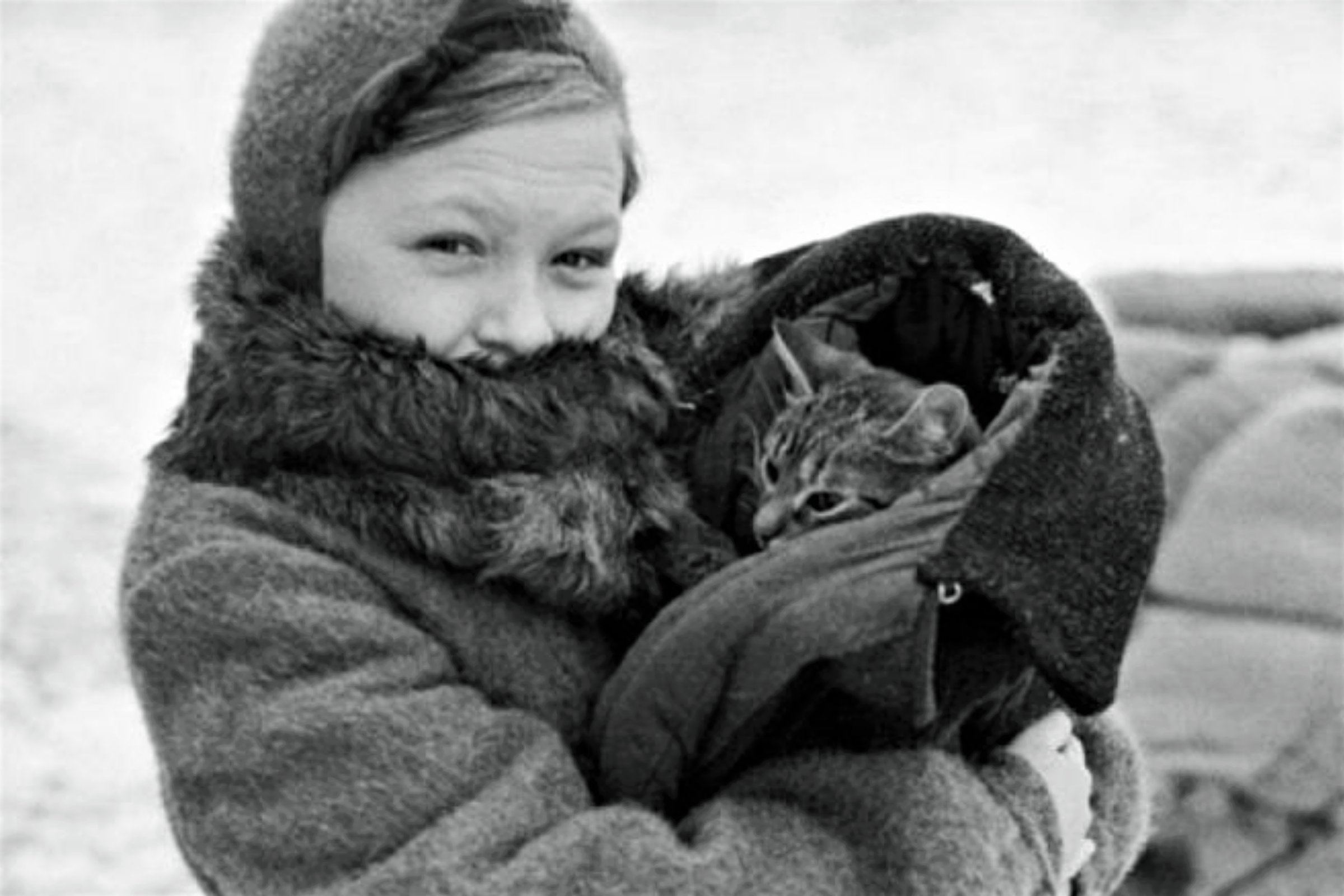 Кот васька. Кот васька ленинград. Мяукающей дивизии блокады ленинграда. Кот васька ленинград. Кот васька ленинград.