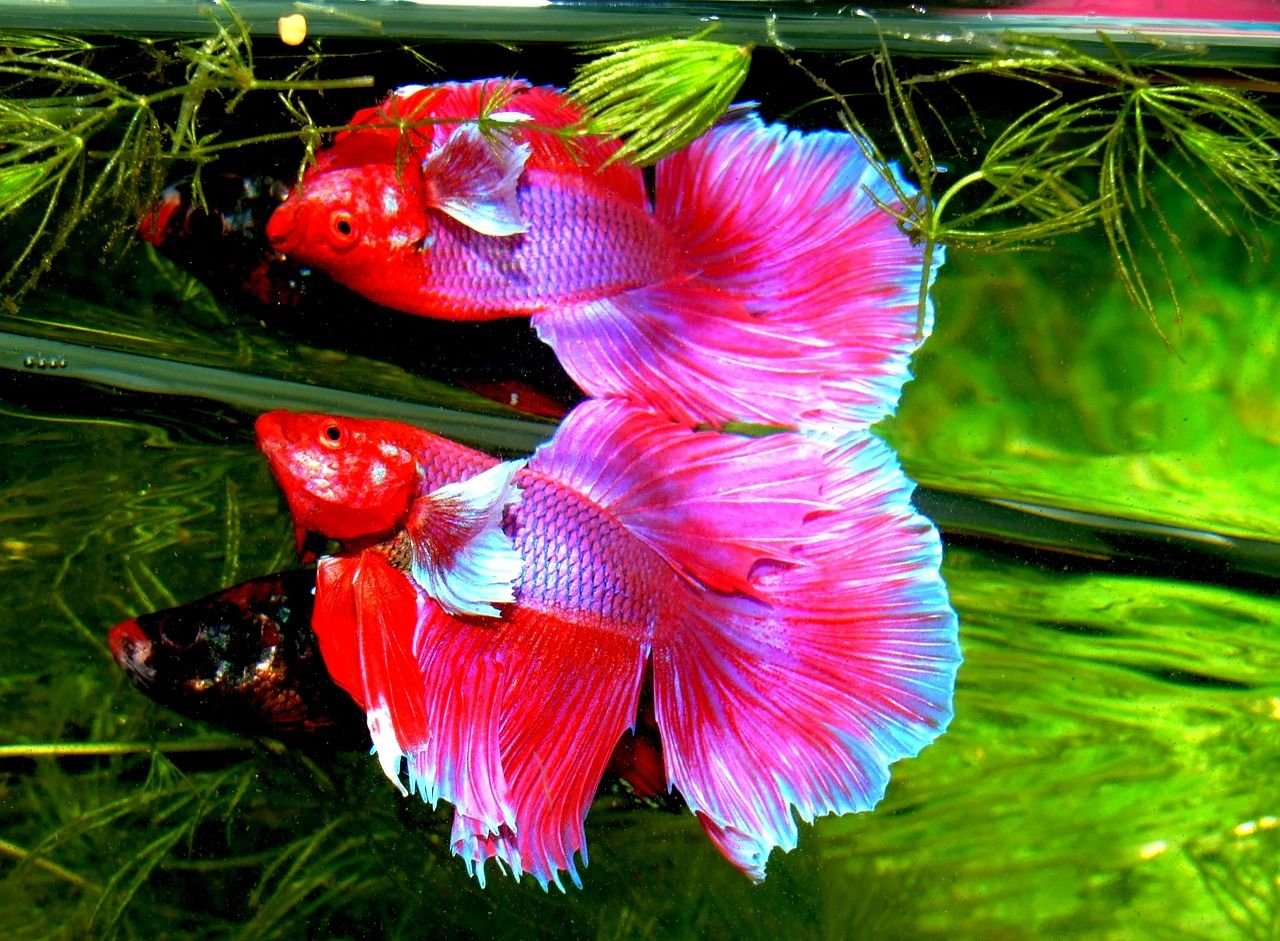 Селекция Betta splendens