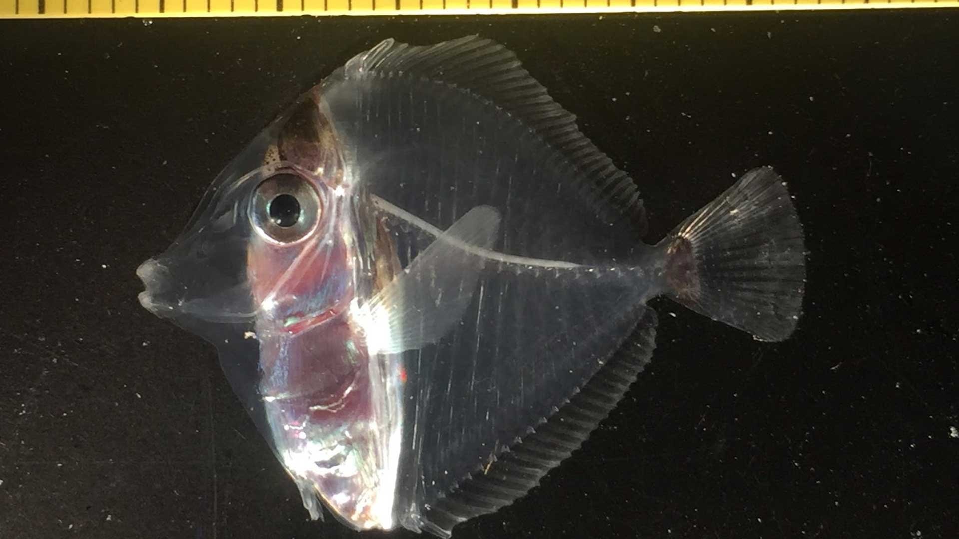 Micro Tang рыба
