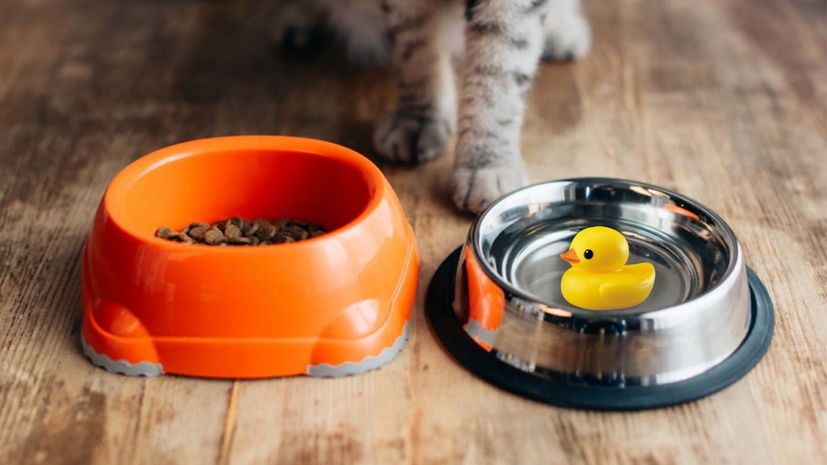 Кошка приносит игрушку. Кошечка которая она у нее есть игрушка мисочка с едой. Кошка моет лапы в миске с водой.
