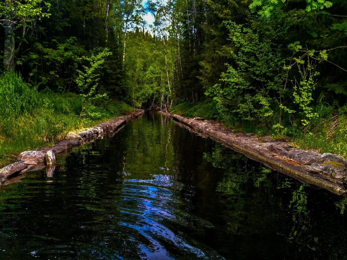 в лесу на острове