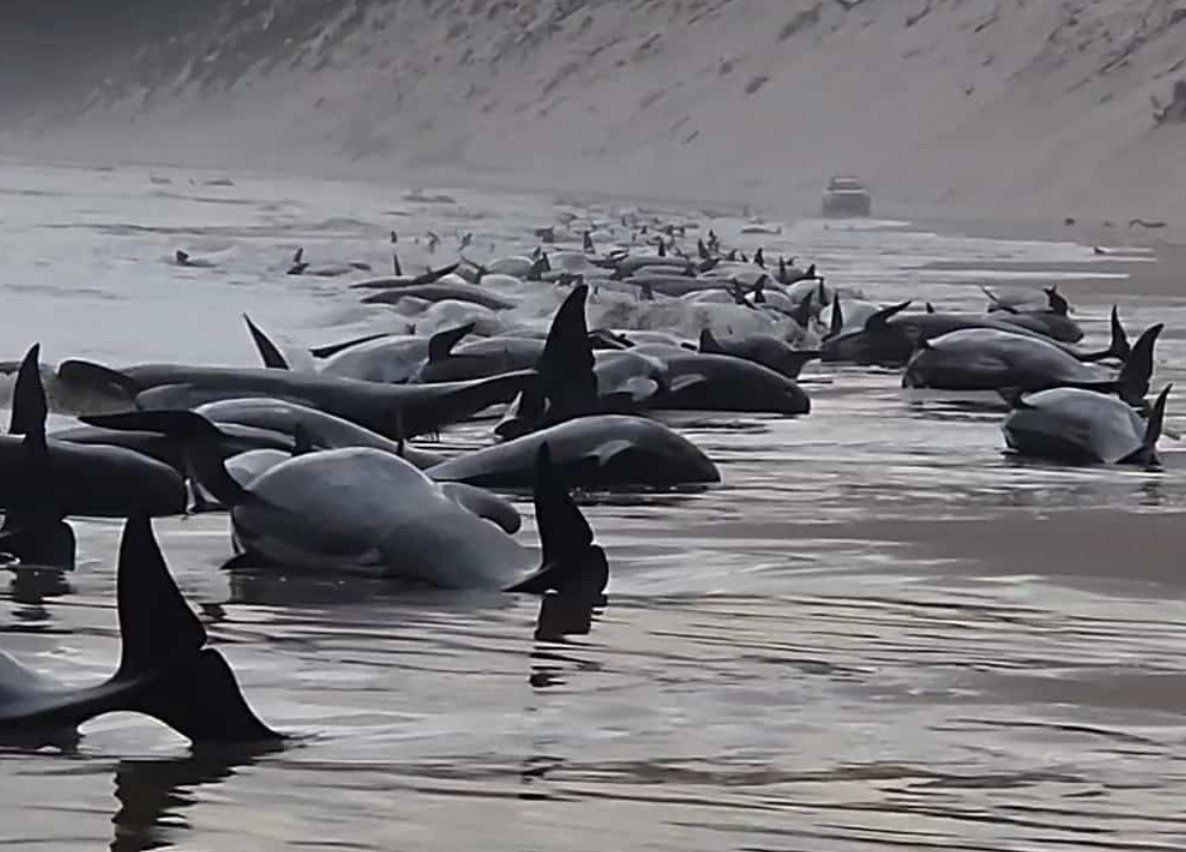 Почему киты выбрасываются на берегу. Киты в Австралии. Стая китов. Стая кашалотов.