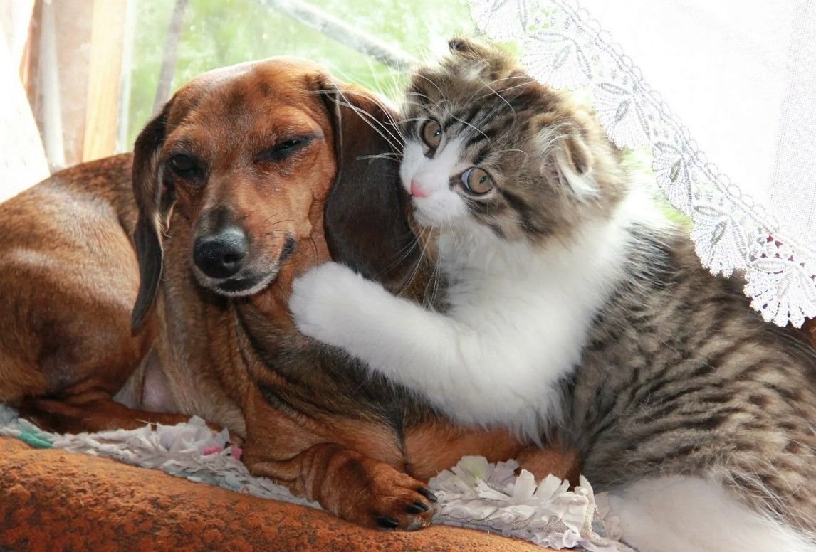 хорьки дружат с котами. два кота дерутся. подружатся ли котята. кошка булка. коты и хорьки.