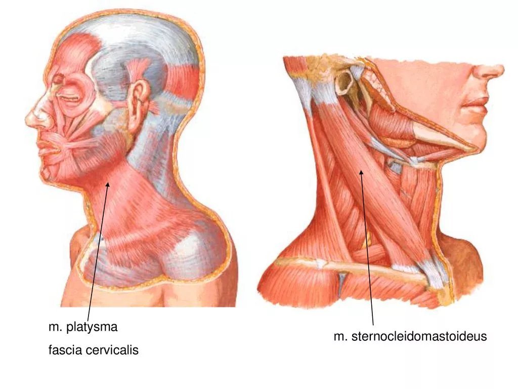 Подкожная мышца шеи platysma