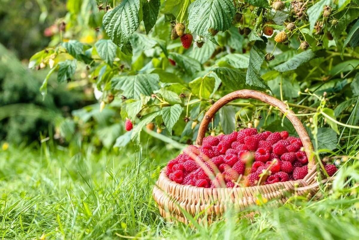 По малину в сад. Малина в лукошке у куста. Фотосессия для садовода малины. Малиновый сад (100 г.). Фон сад с малиной и стол.