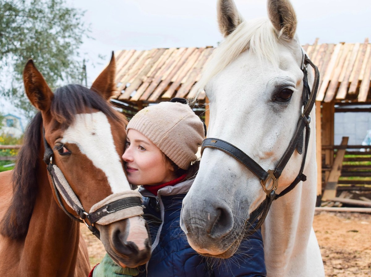 Лошадь поменял. Лошадь голова пара. Заменяя лошадь. Лошадь поменял. Лошадь задрала голову.