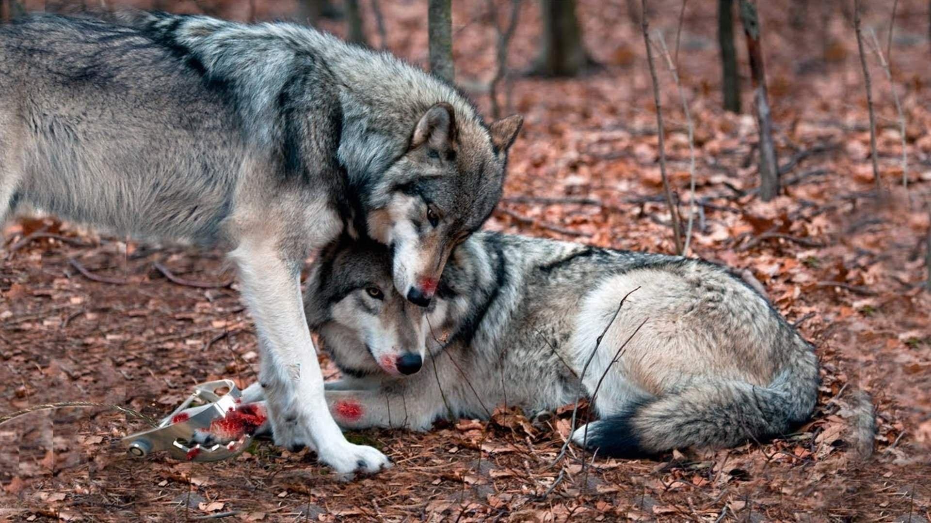 Волки В Паре