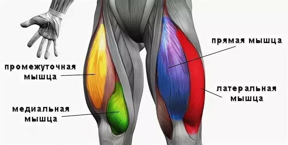 4 главая мышца. Четырехглавая мышца бедра (квадрицепс). Сухожилие четырехглавой мышцы бедра анатомия. Четырехглавая мышца бедра человека анатомия. Латеральная головка квадрицепса.