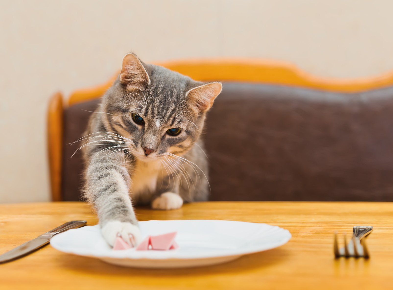 Кошка просит еду. Еда для кошек. Котик просит еду. Стол для кошек для еды.