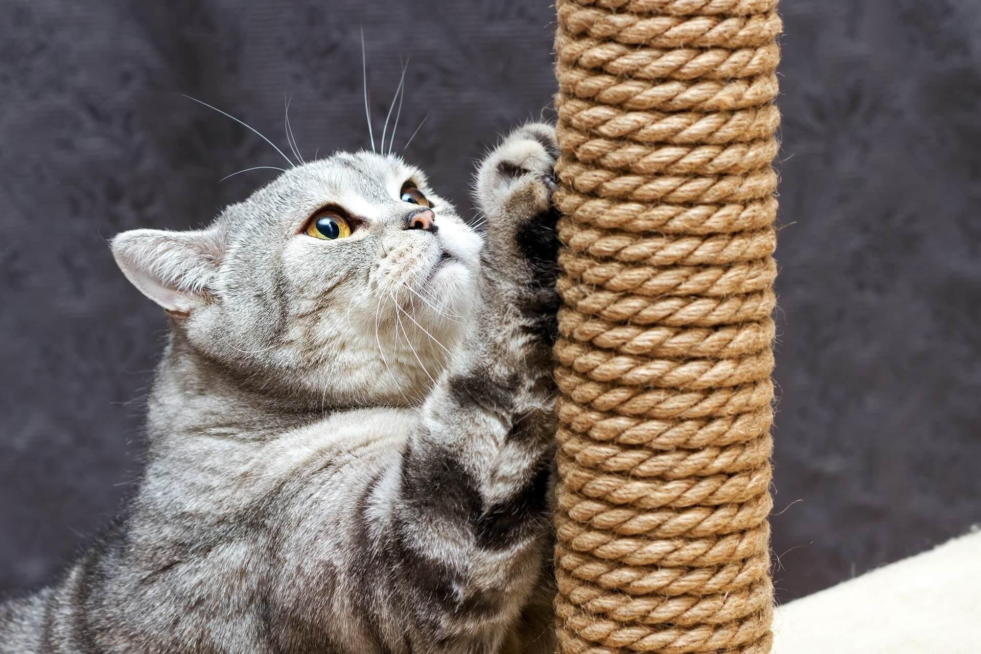 Кот точит когти об когтеточку