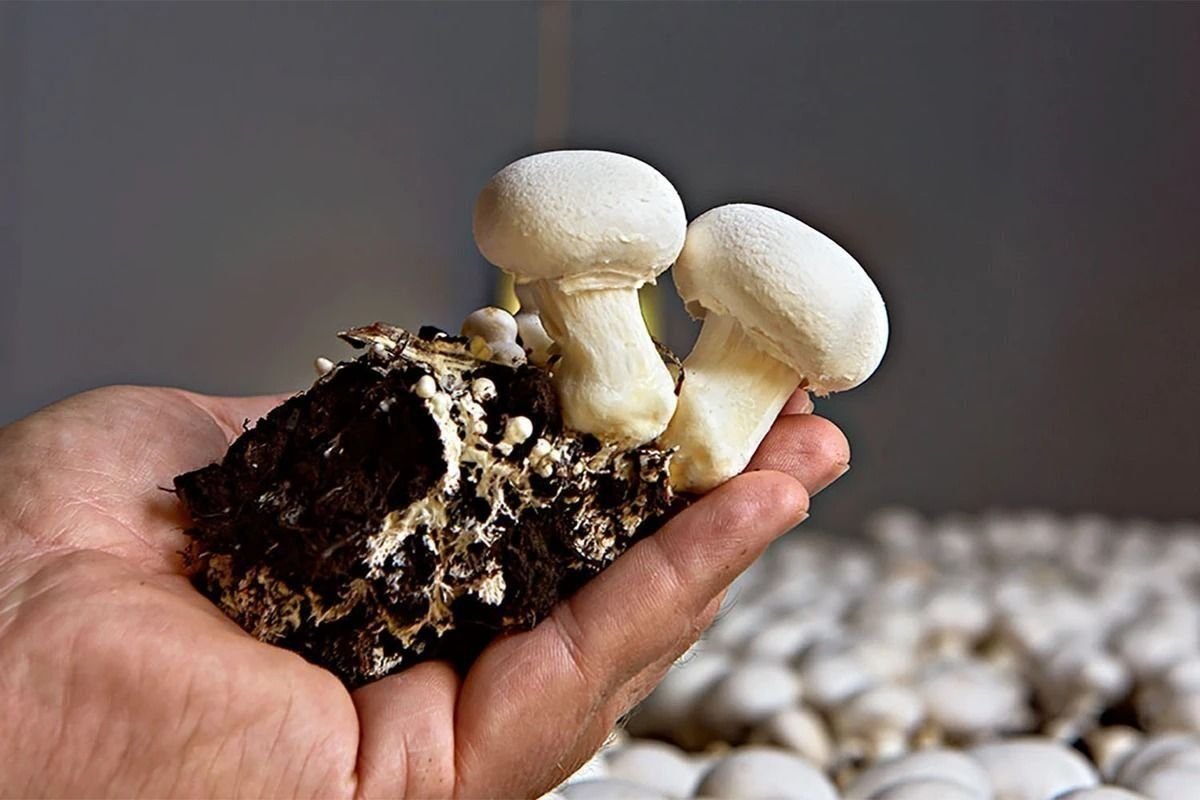 Культивированные грибы и условия выращивания. Грибница шампиньонов. Мицелий гриб шампинион. Культивируемые грибы шампиньоны. Шампиньоны растут.