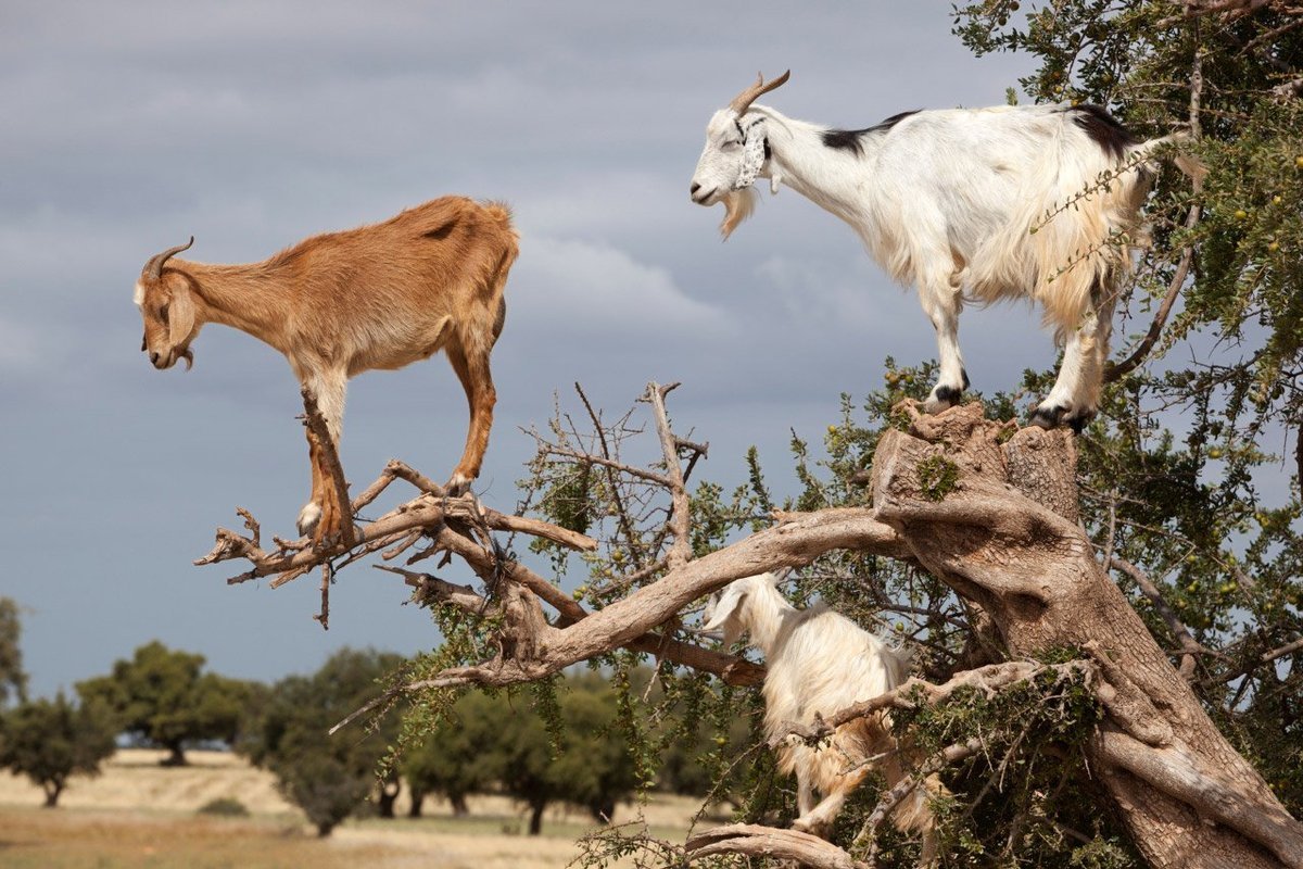 козы на деревьях в марокко