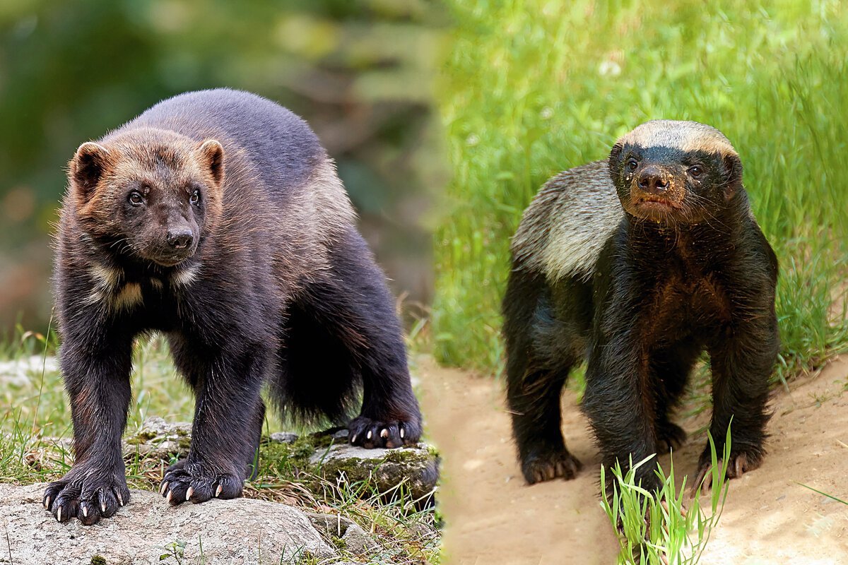 Росомаха животное и медоед. Медоед vs росомаха. Медоед и росомаха. Медоед против росомахи. Барсук росомаха медоед.