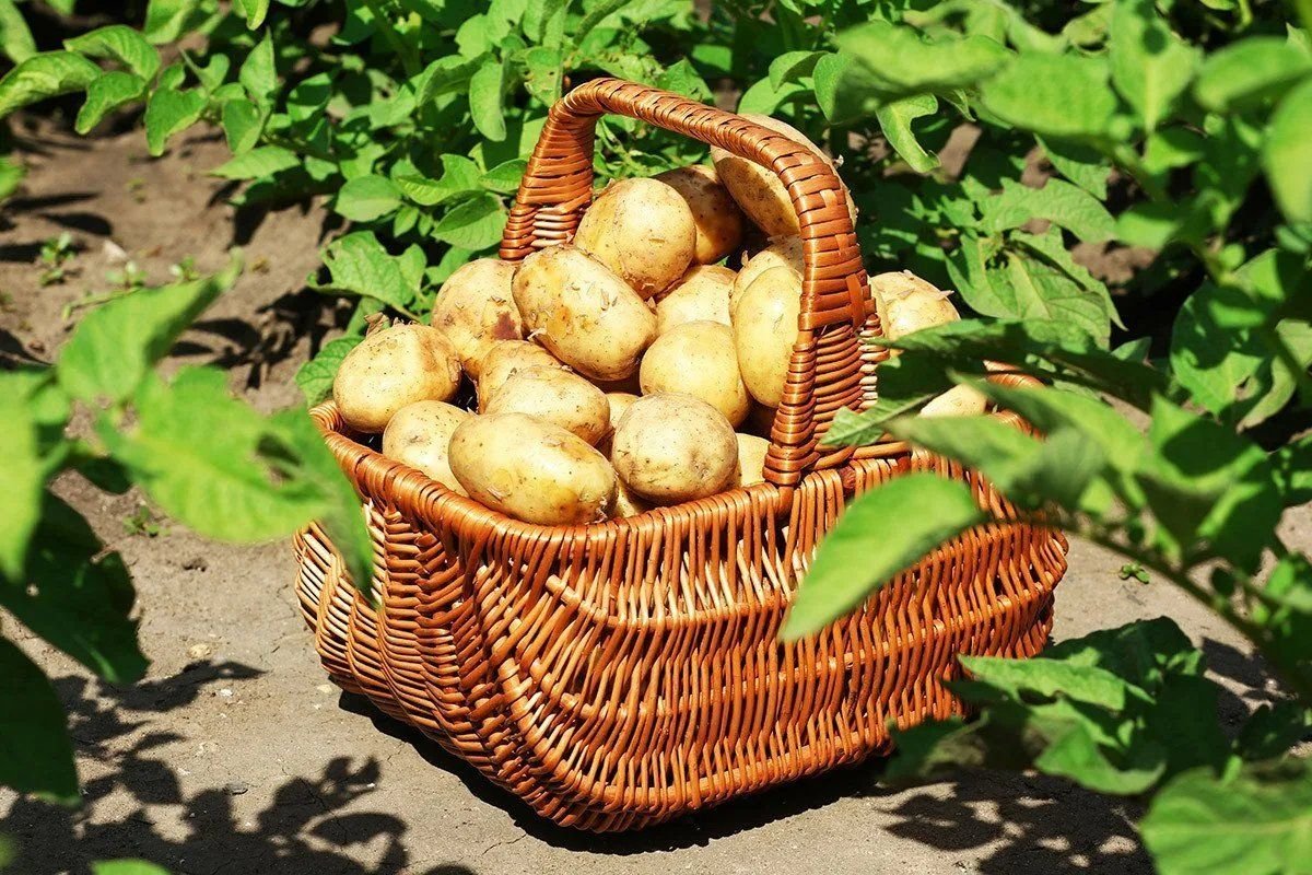 Какой урожай картошки. Картофель. Корзина для картошки. Картофель в корзине. Урожай картофеля.