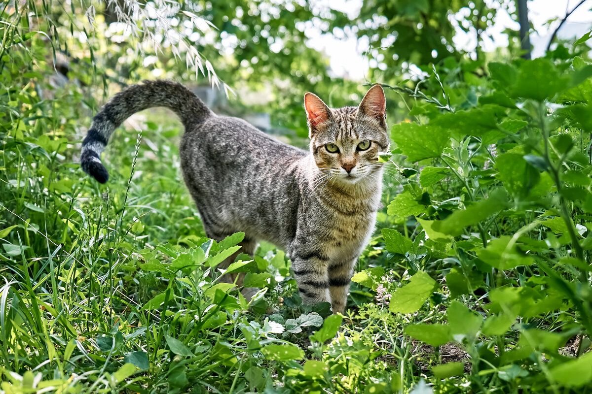 Небритый член домашнее фото