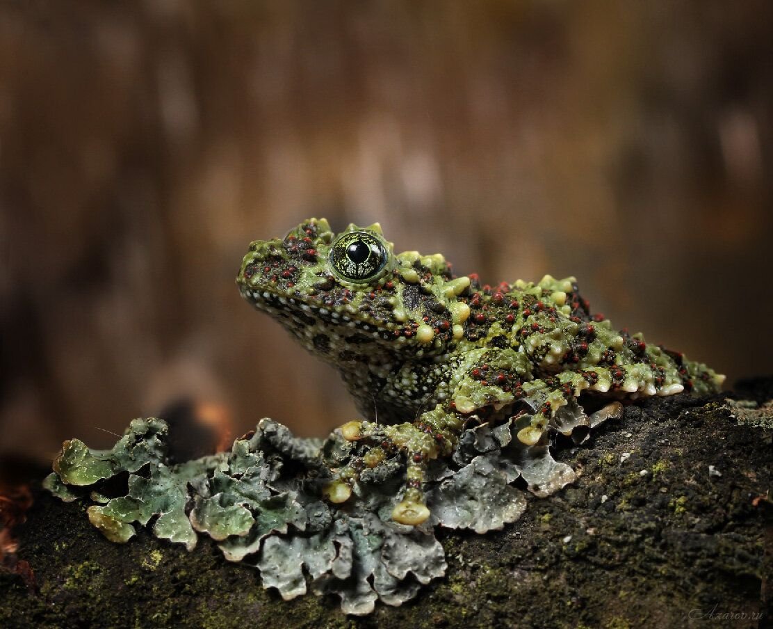 Theloderma vietnamense