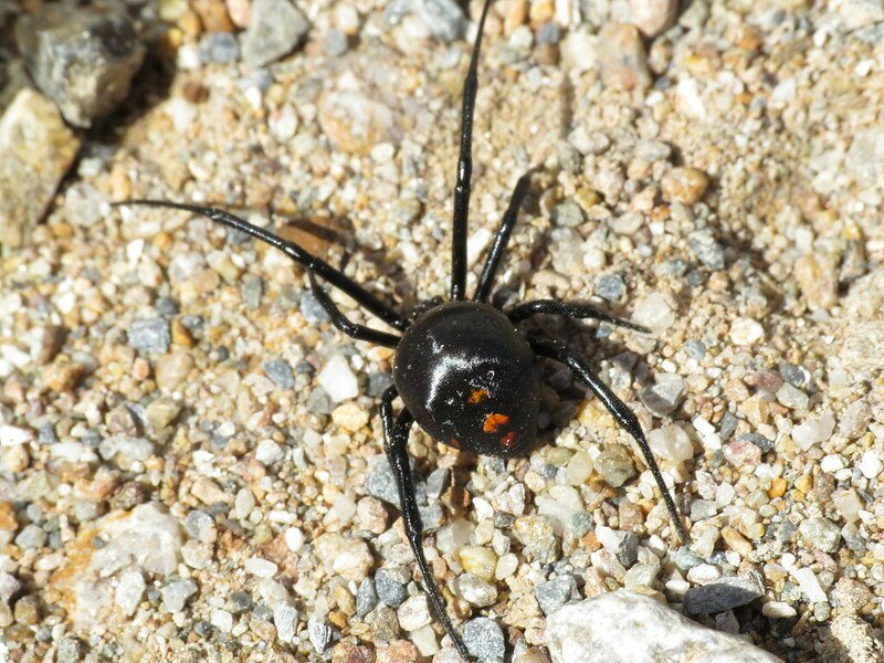 Опасные пауки краснодарского края фото и названия