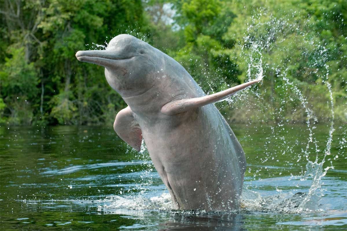 Речной китайский Дельфин бейджи