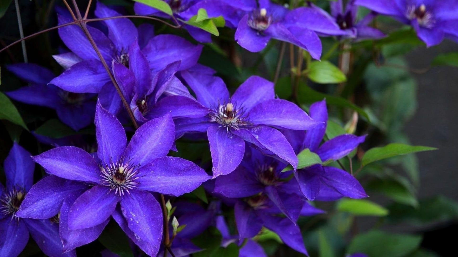 Clematis Natascha фото 13