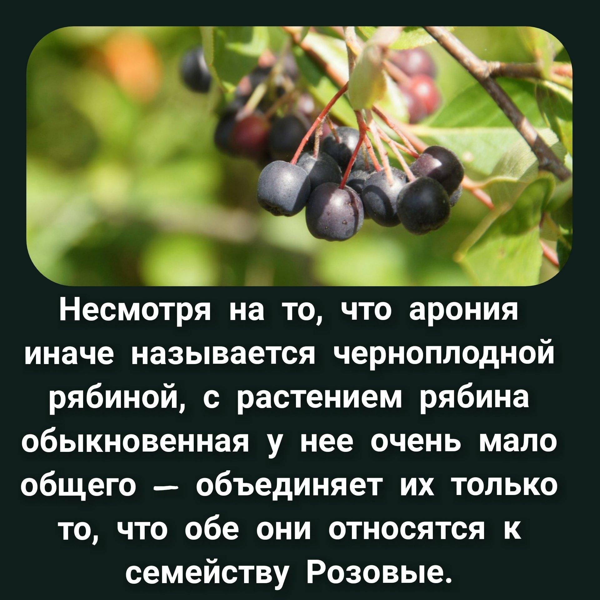 Растение черноплодная рябина описание. Арония интересные факты. Актинидия, черная рябина, красная рябина. Добрый малина черноплодная рябина. Черноплодная рябина форма выпуска.