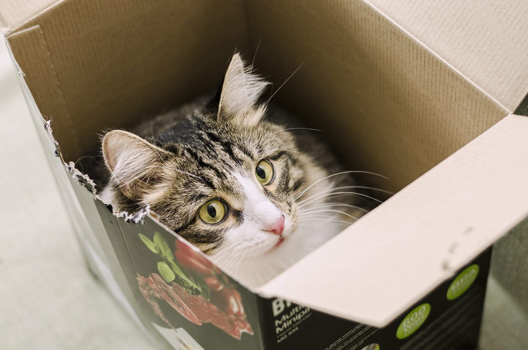 Котик в коробочке