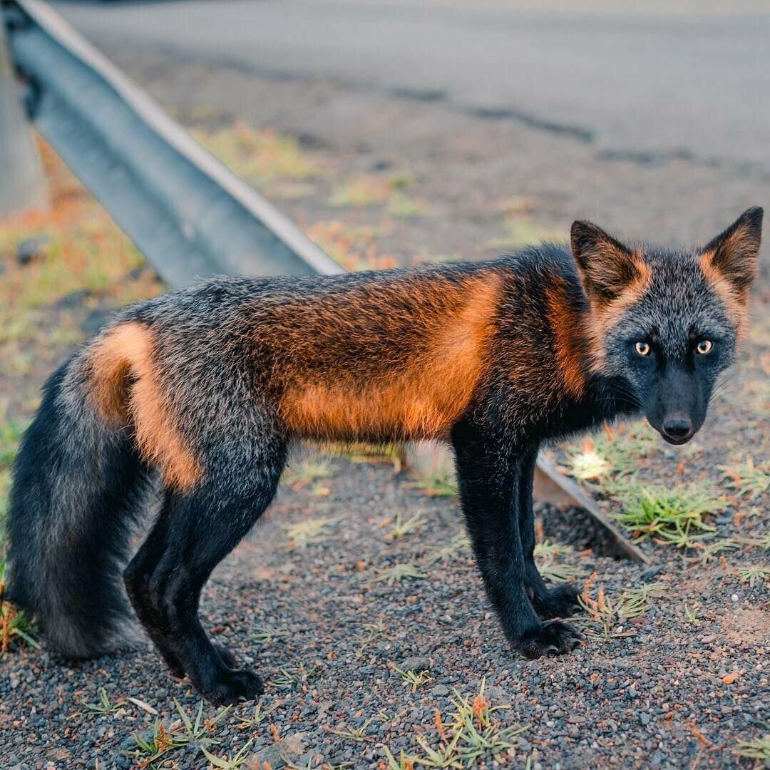 черная лиса фото животного