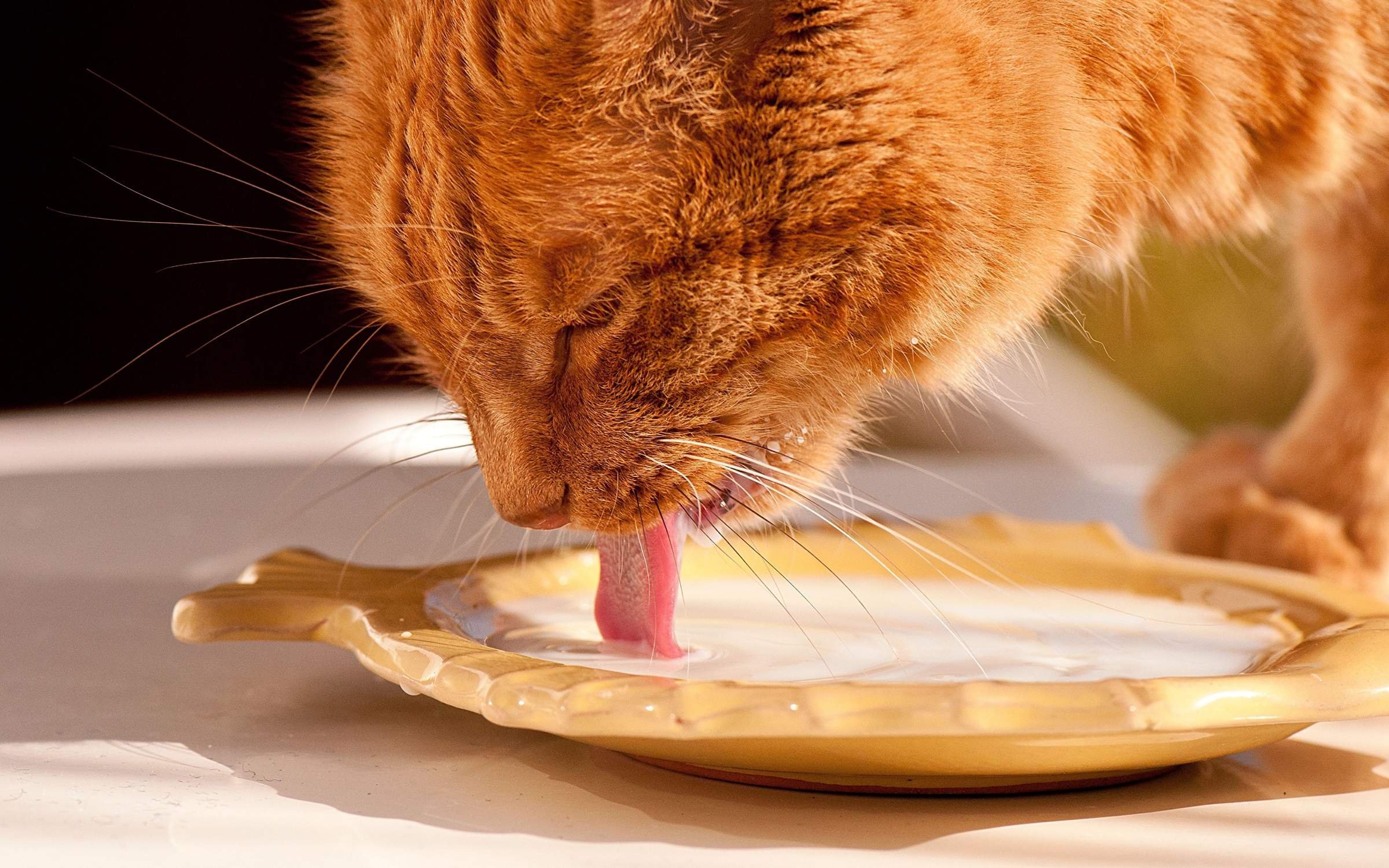 Кошки пьют лапой. Кошка лакает молоко. Рыжий кот. Рыжий кот ест из миски. Кот кушает.