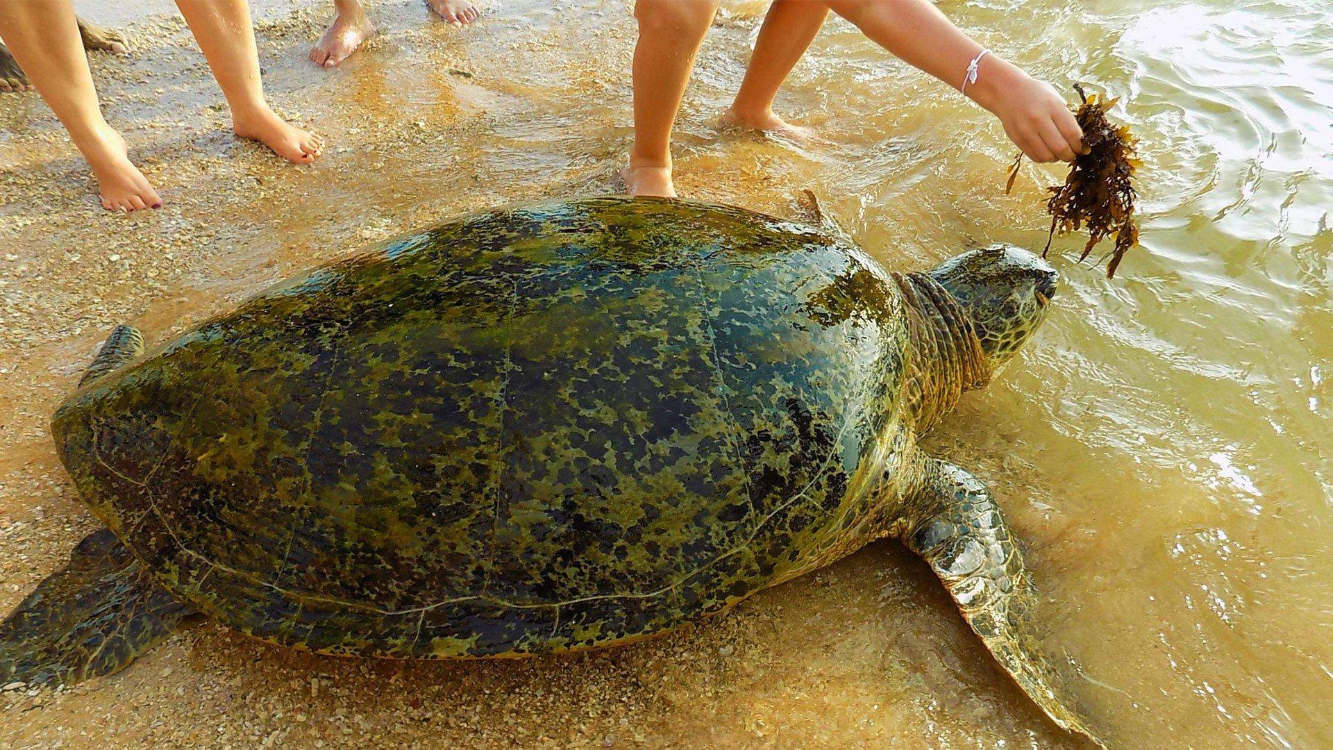Пляж черепах на шри ланке. Хиккадува черепахи. Хиккадува Черепаший пляж. Хиккадува Шри Ланка черепахи. Хиккадува Шри Ланка Черепаший пляж.