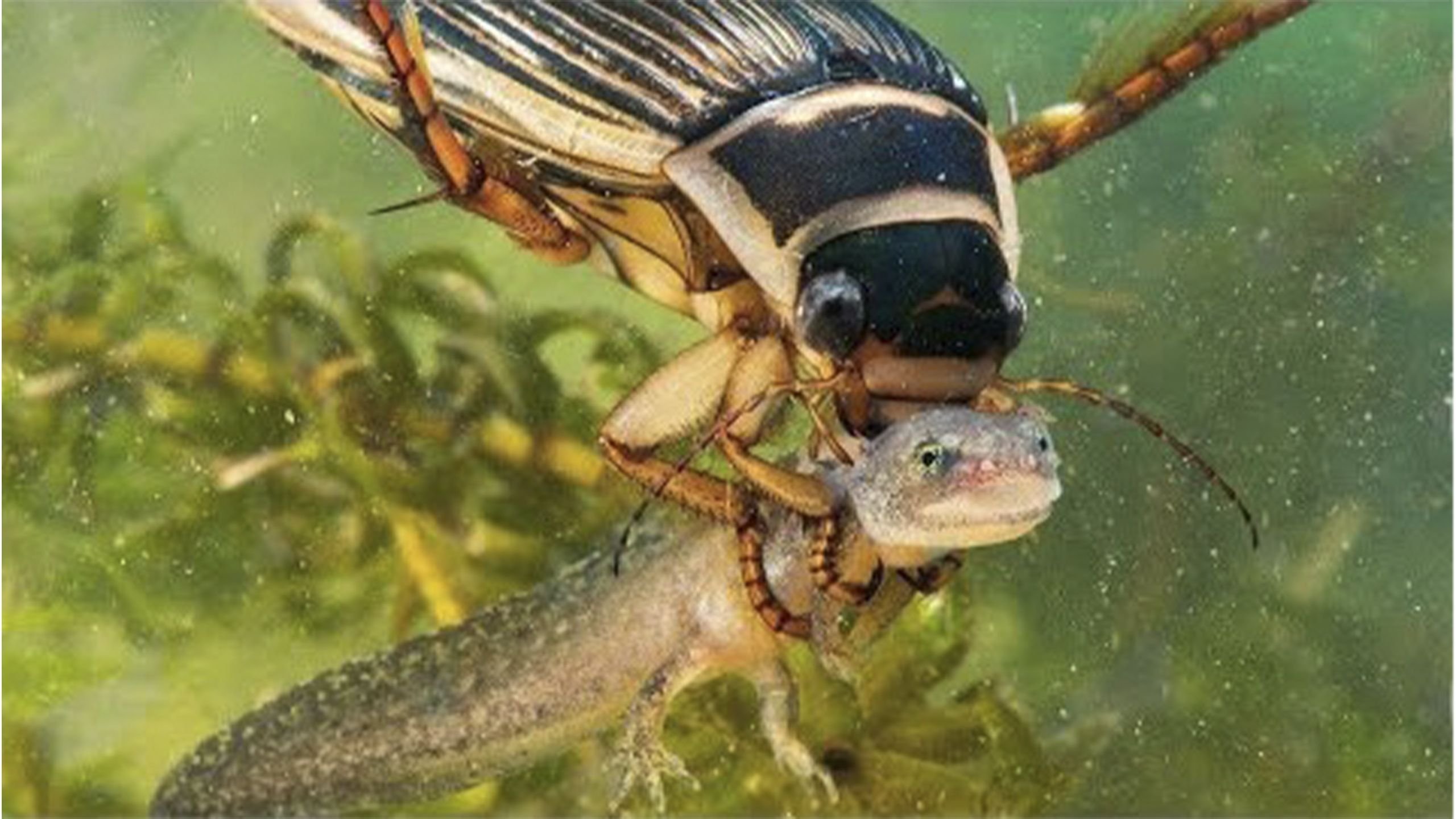 Личинка стрекозы и малек рыбы