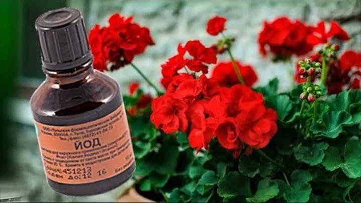 удобрение для герани йод. подкармливание герани йодом. удобрение для пеларгонии из йода и перекиси. йод для герани для цветения. йод для герани для цветения.