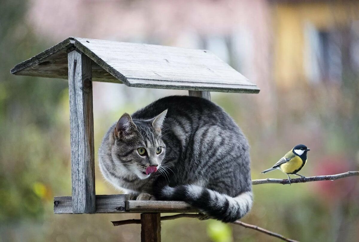 Кошки когда можно на улицу. Птички для кошек. Кот в кормушке для птиц. Кот охотится на птиц. Кот и синица.