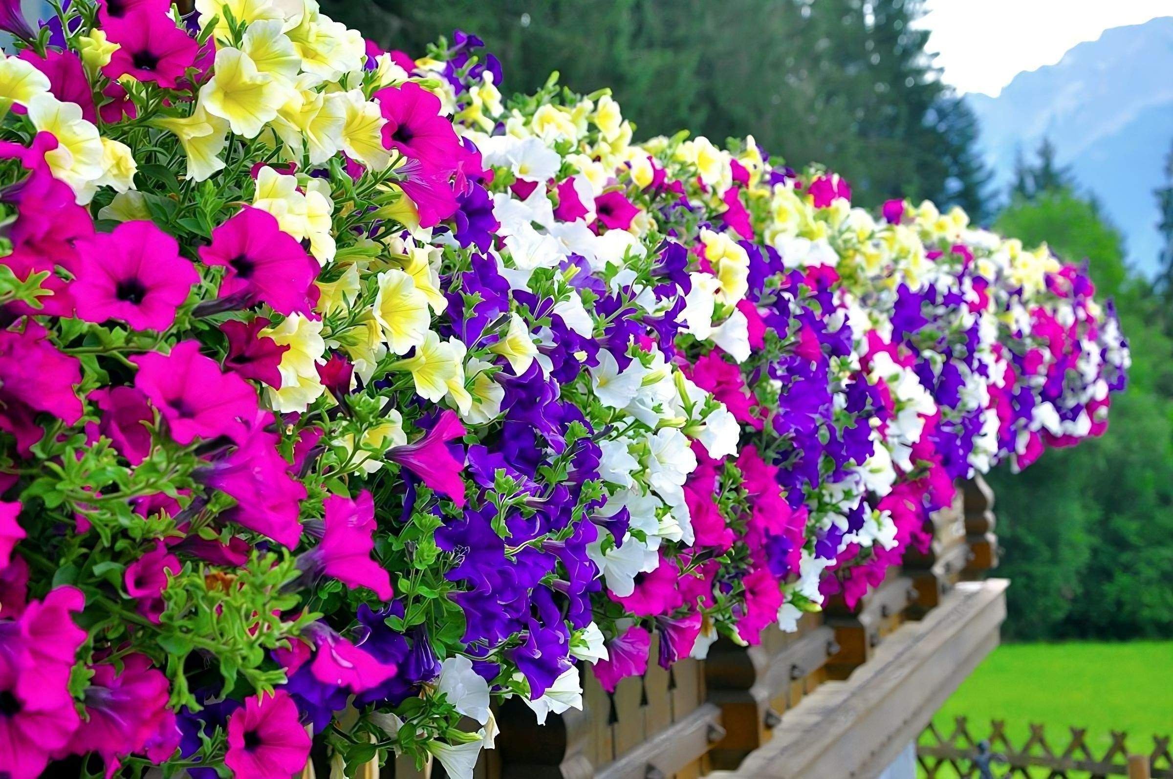 Сорта петуний фото и названия. Петуния (Petunia). Петуния каскадная. Петуния ампельная. Петуния каскадная на клумбе.