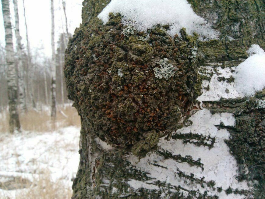 Фотография кап. Шишка березы. Кап нарост на дереве. Нарост на Березе в разрезе. На Березе большая шишка.