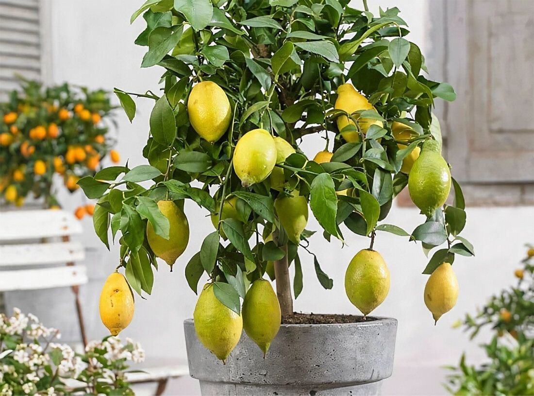 Lemon tree. Цитрус (комнатное растение) лимон Мейера. Лимон Лунарио. Комнатное дерево Citrus Limon.