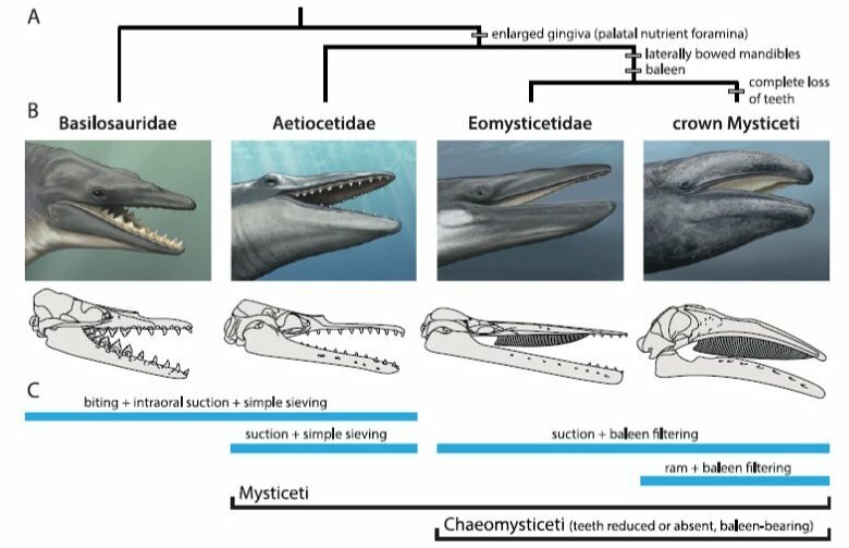 Систематика китообразных схема