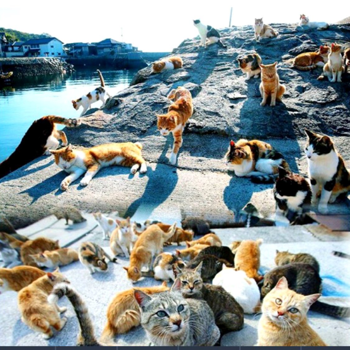 Тасиро остров кошек