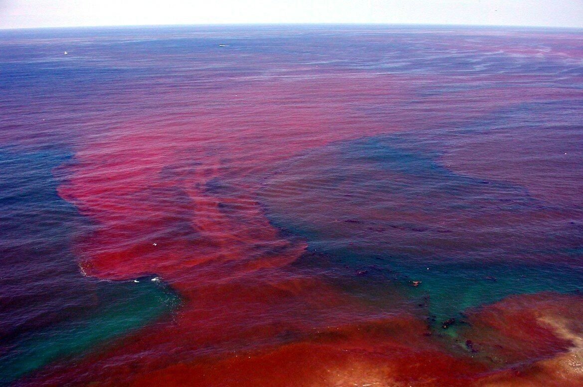Кровавые водоросли. Мексиканский залив, Флорида, США. Динофлагелляты красный прилив. Красное море цветение водорослей. Красный прилив Флорида.