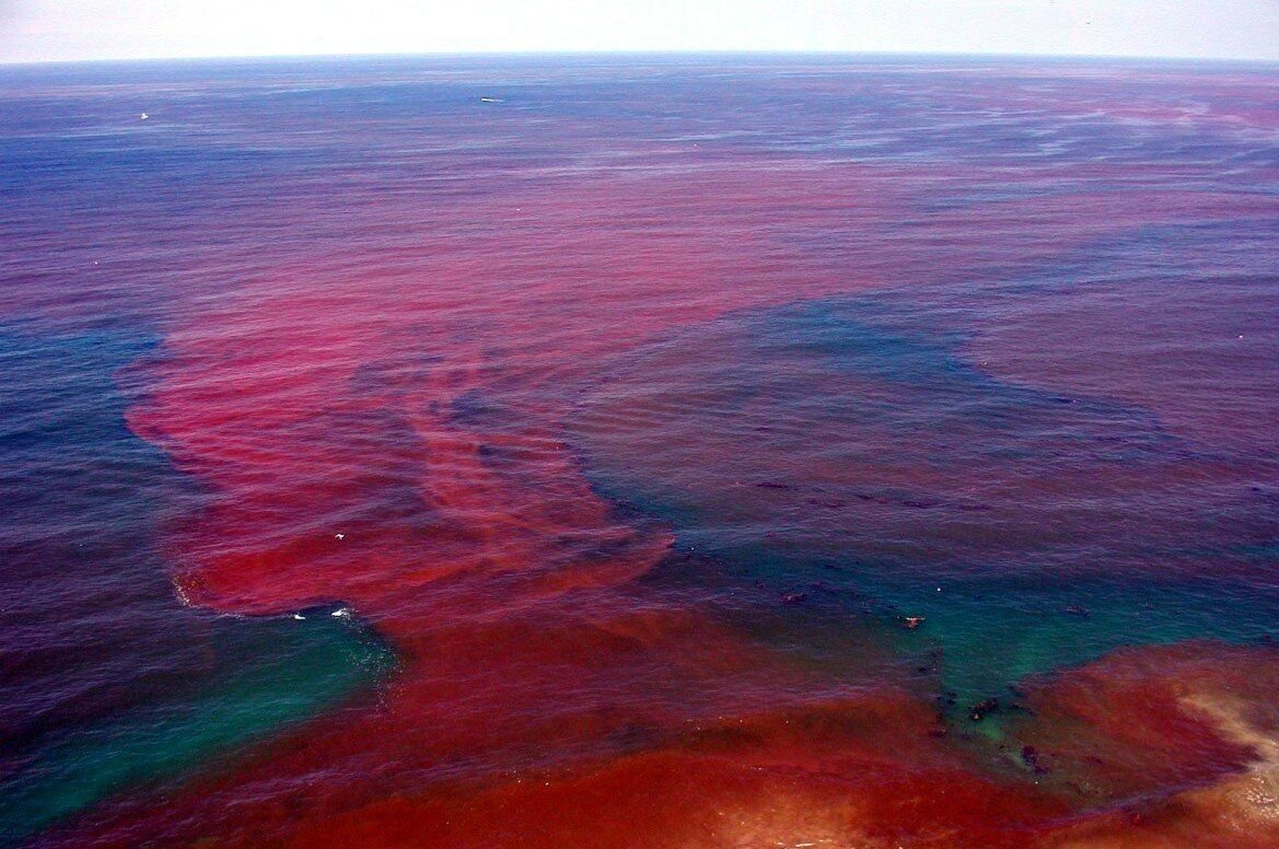 Меняет цвет в воде. Красный прилив на Камчатке. Мексиканский залив, Флорида, США. Динофлагелляты красный прилив. Красный прилив водоросли.