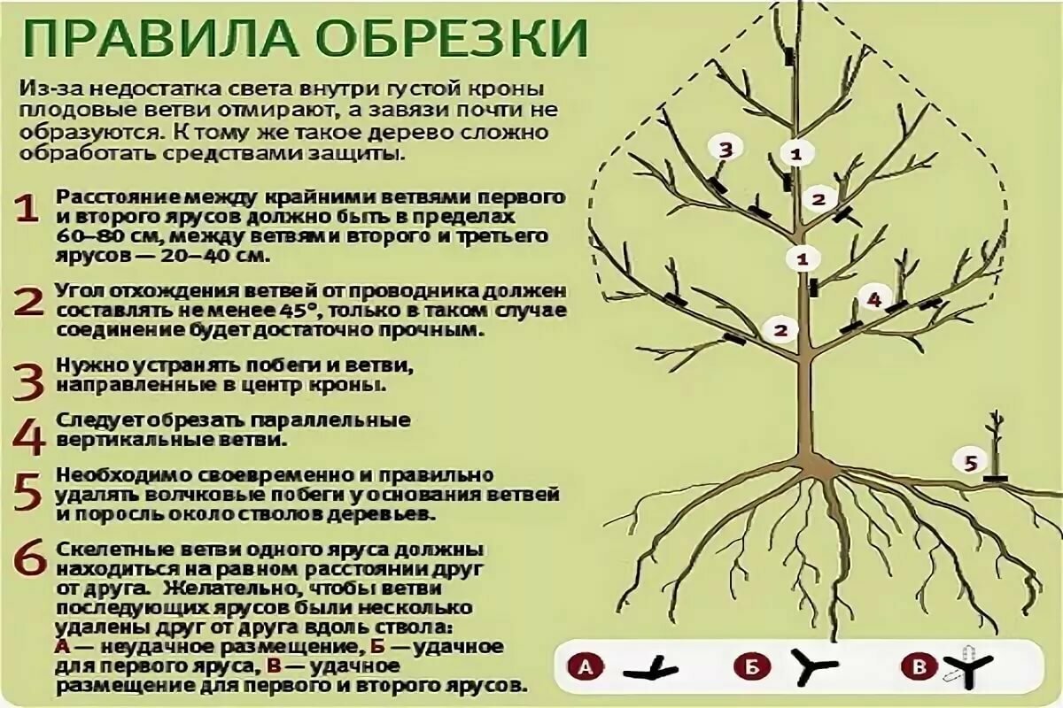 Обрезка яблони осенью для начинающих в картинках пошагово