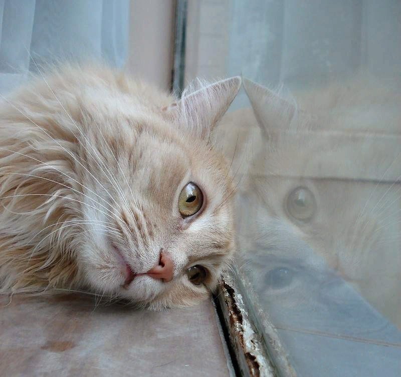 скучно ли кошкам. кошка грустит. скучающий кот. кошка и хозяин. скучно ли кошкам.